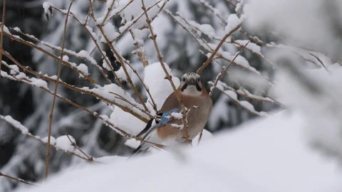 Jay Garrulus glandiarius perching in snow covered branches Stock Footage 87053777