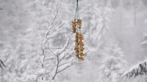 Jay Garrulus glandiarius taking peanuts from string in snow Stock Footage 87053861
