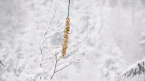 Jay Garrulus glandiarius taking peanuts from string in snowstorm Stock Footage 87053865