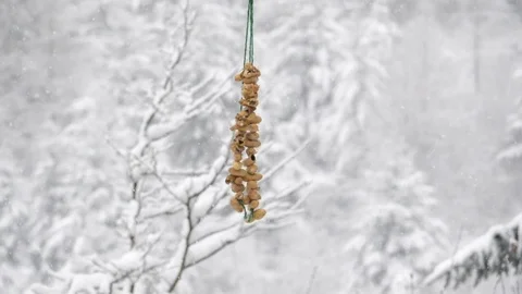 Jay Garrulus glandiarius taking peanuts from string in snow Video stock 98904830
