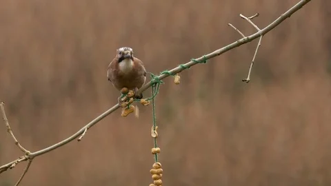 Jay Garrulus glandiarius taking peanuts from string Stock Footage 108059892