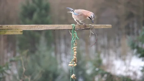 Jay Garrulus glandiarius trying to tale peanuts from string Video stock 87046600