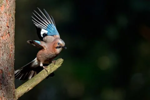 Jay getting ready to fly Stock Photos