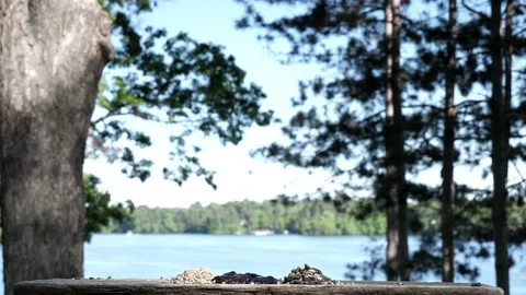 Jay gobbles down some nuts then flies away. Stock-Footage 148675249
