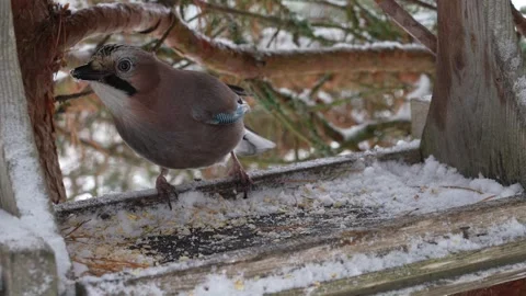 The jay got into the bird feeder and is eating oatmeal flakes Stock Footage 322028414
