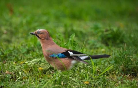 Jay on the grass in the summer Stock Photos