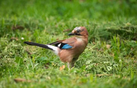 Jay on the grass in the summer Stock Photos