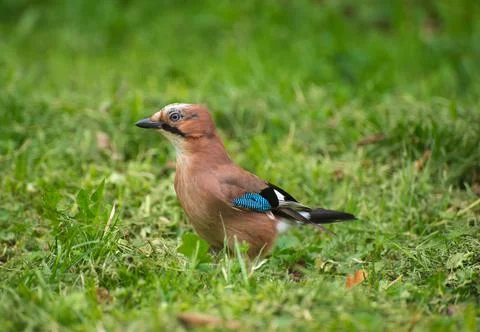 Jay on the grass in the summer Photos