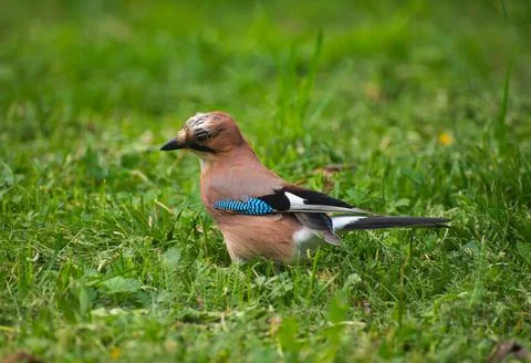 Jay on the grass in the summer Stock Photos