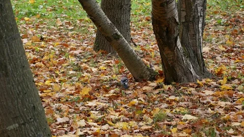 Jay is hiding food under a tree. 動画素材 117921633