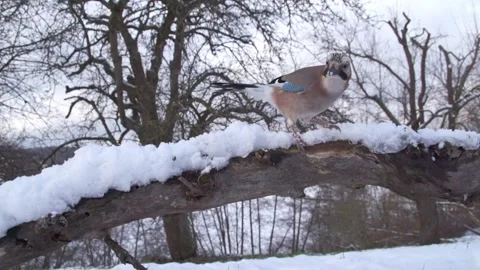 Jay hops from snow-covered branch directly in front of the camera Stock Footage 297887797