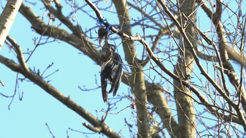 Jay hung by balloon cord Stock Footage 231128003