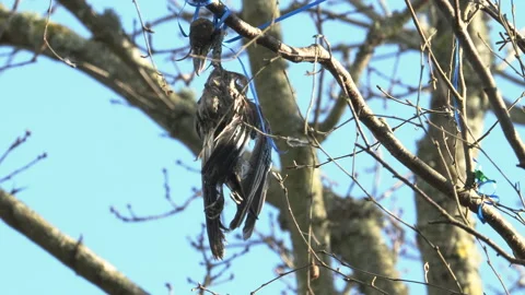 Jay hung by balloon cord Stock Footage 231130642