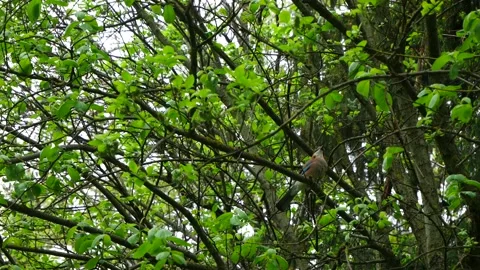 Jay jumps on the branches of a tree in the forest. Stock-Footage 154474421