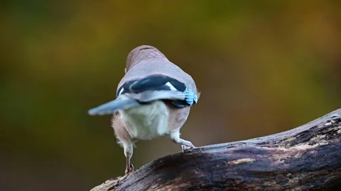 Jay looking for food on dead branch Video stock 231985694