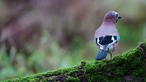 Jay looking for food on a dead tree trunk Stock Footage 204999163