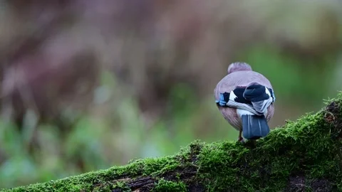 Jay looking for food on a dead tree trunk Stock Footage 204999172