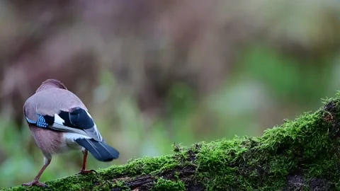 Jay looking for food on a dead tree trunk Stock Footage 204999176