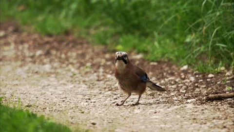 Jay on a path Stock Footage 205519019