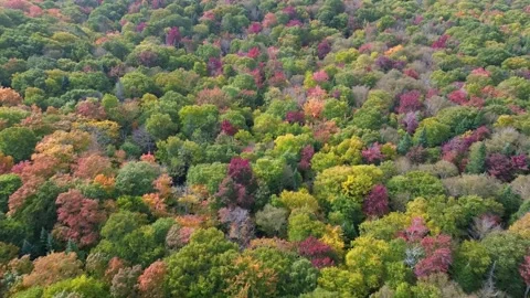 Jay peak foret automne b Stock Footage 252018295