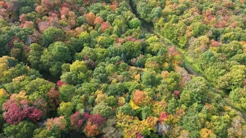 Jay peak foret automne Stock Footage 252018298