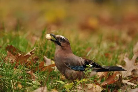 Jay with peanut in beak on grass 库存照片