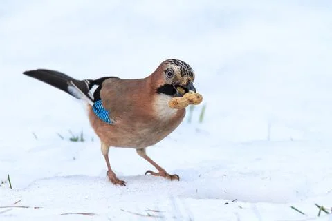 Jay with peanut in snow Stock Photos