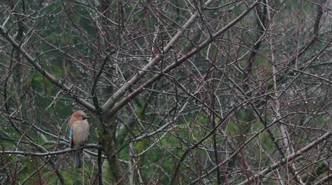 Jay Perched On Branch And Looking Around 1 Stock Footage 47395286