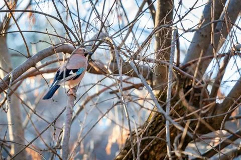A jay is perched on a branch in a tree Stock Photos