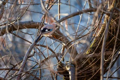 A jay is perched on a branch in a tree Foto stock