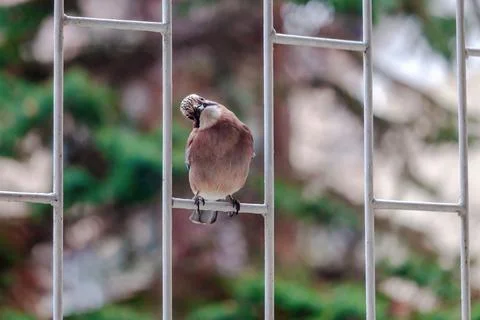 A jay is perched on a metal railing Stock Photos