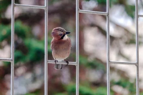 A jay is perched on a metal railing Foto stock