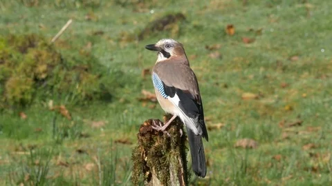 Jay perching on fence post and flies out of frame Stock-Footage 82653546