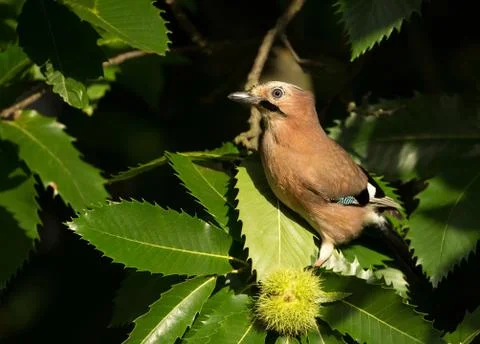 Jay perching in the tree Stock Photos