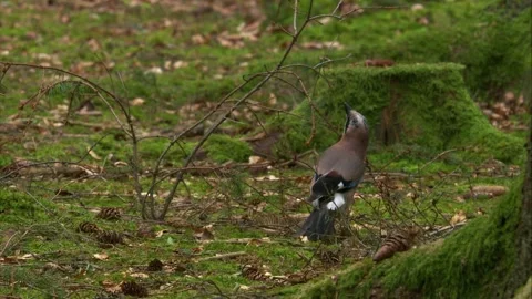 Jay picking at small branches on moss-covered forest floor in a spruce woodland Stock Footage 324559744