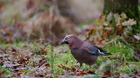 Jay runs across forest meadow looking for food Stock Footage 202308797