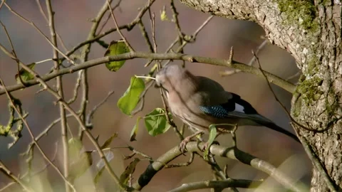 Jay sits on a branch in autumn Stock Footage 285403879