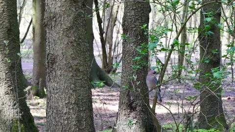 Jay sits on a branch in the forest and flies away. 動画素材 191011805