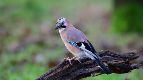 Jay sits on dead branch looks for hidden food and flies up Stock Footage 267740981