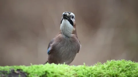 Jay sits on dead wood covered with moss and searches for hidden food Stock Footage 273607905