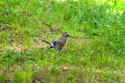 	Jay sits in the grass Stock Photos