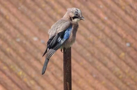 A jay sits on a pole 库存照片