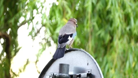 Jay sits on road sign against background of green trees. Eurasian jay (Garrul Stock Footage 218314290