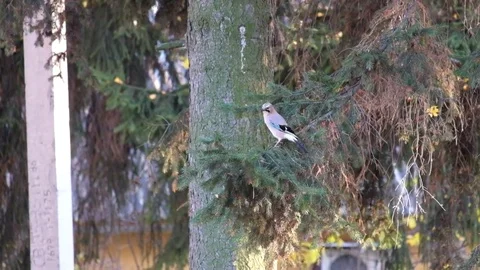 Jay sits on a spruce branch and then flies away Stock Footage 82022648