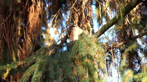Jay sits on a spruce branch and then flies away (Garrulus glandarius) Stock Footage 82023054