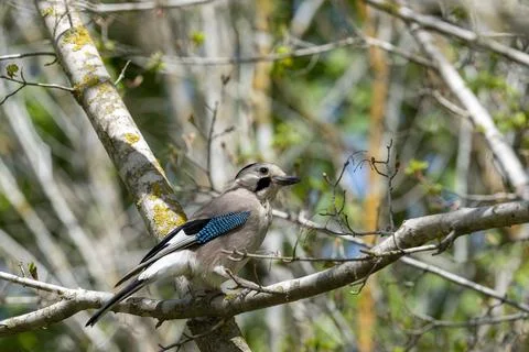 Jay sits on a tree against a background of trees Stock Photos