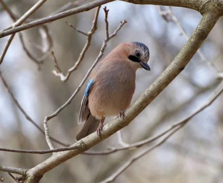 Jay sits on a tree branch Stock Photos