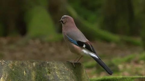 Jay sitting attentively on stump Stock Footage 324559823