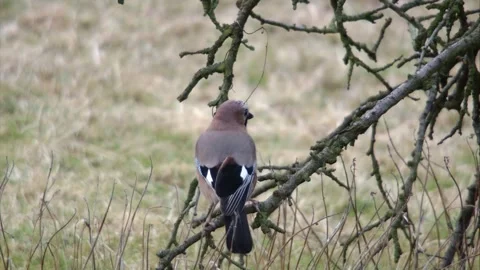 Jay sitting on a branch Stock Footage 297887728