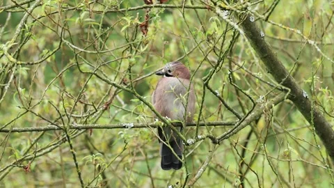 Jay sitting on a branch, Jay hiding between branches Stock Footage 286730320